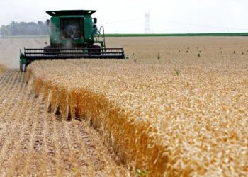 Ekspertët: Klima po zhvendos kultivimin e grurit nga Lushnja drejt Korçës