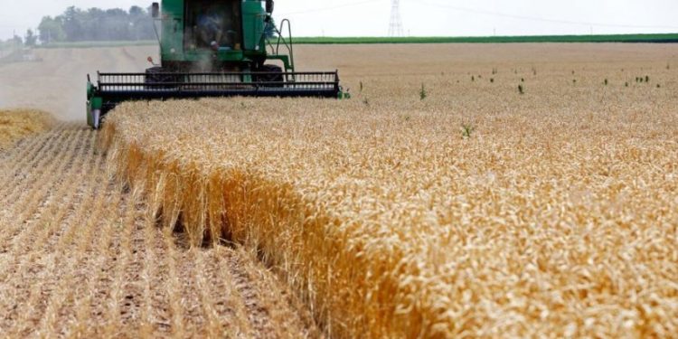 Ekspertët: Klima po zhvendos kultivimin e grurit nga Lushnja drejt Korçës