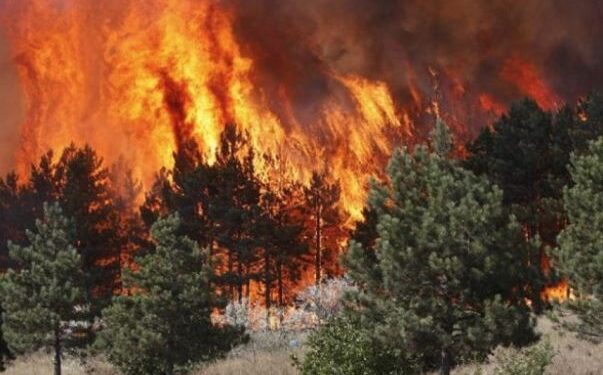 Zjarret më shkatërrues në 13 vite/ Sistemi Europian i Klimës: 49 hektarë të djegur në Shqipëri