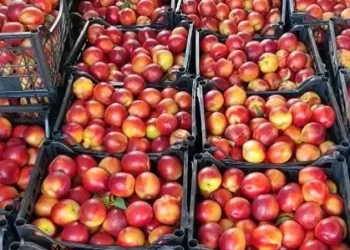 Kroacia bllokon ngarkesën me pjeshkë shqiptare të kontaminuara me nikel, AKU konfirmon asgjësimin