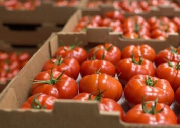 Kroacia bllokoi 8 ton domate me pesticide, arrestohet pronari i kompanisë dhe dy inspektorë të AKU Berat