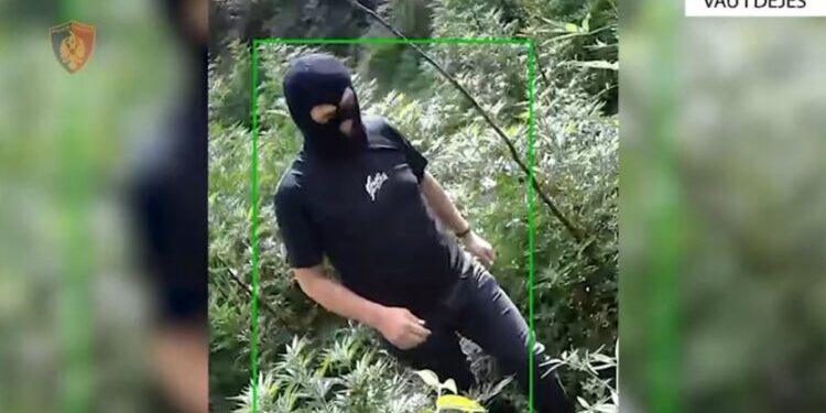 I maskuar me kapuç, punonjësi i pyjores kapet duke u kujdesur për kanabisin