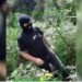 I maskuar me kapuç, punonjësi i pyjores kapet duke u kujdesur për kanabisin