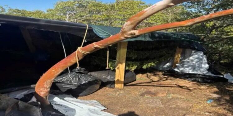 Zbulohen 1.1 ton marijuanë dhe arsenal armësh në Greqi, arrestohen 6 shqiptarë (EMRAT)