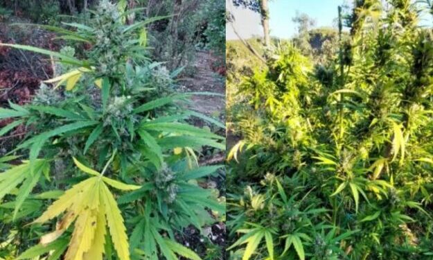Zbulohen mijëra rrënjë canabis në kufi, pamje nga operacioni i përbashkët greko-shqiptar