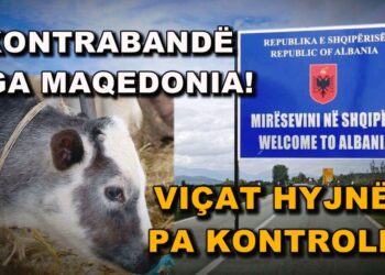 Zbulohet rrjeti i kontrabandës së viçave nga Maqedonia, cënohet siguria ushqimore