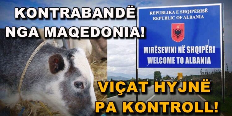 Zbulohet rrjeti i kontrabandës së viçave nga Maqedonia, cënohet siguria ushqimore