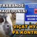Zbulohet rrjeti i kontrabandës së viçave nga Maqedonia, cënohet siguria ushqimore