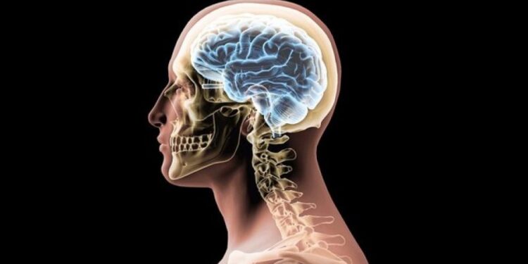 Neuroestetika, pse truri ynë e gjen diçka të bukur