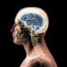 Neuroestetika, pse truri ynë e gjen diçka të bukur