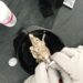 Çfarë duhet të dish para se të lyesh flokët në kushte shtëpie, këshilla që duhen respektuar