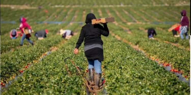 432 mijë të punësuar në bujqësi, 80% nuk paguajnë sigurime