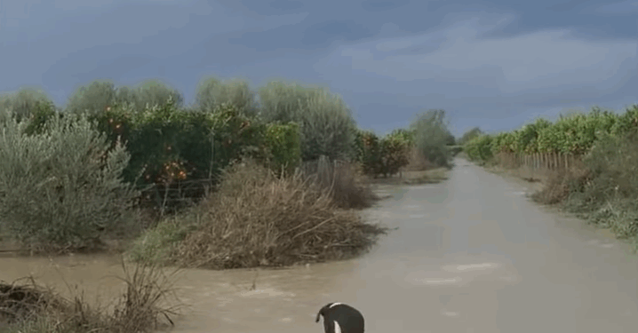 Fermeri nga Berati pas përmbytjeve: Kam dëm mbi 70 milionë lekë