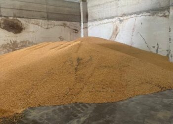 Bllokohen 520 ton misër në doganën e Hanit të Hotit, rrezikonte shëndetin e kafshëve
