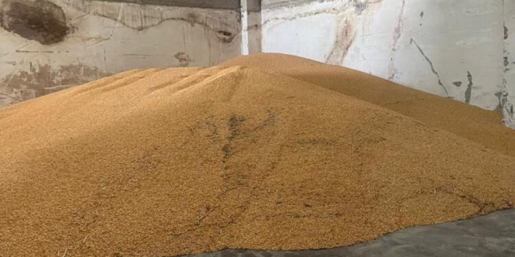 Bllokohen 520 ton misër në doganën e Hanit të Hotit, rrezikonte shëndetin e kafshëve
