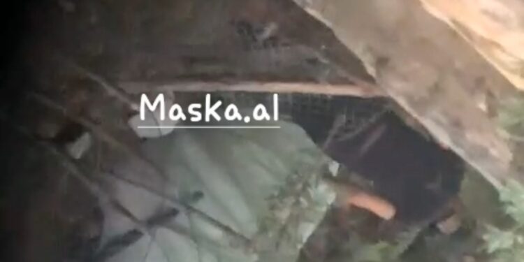 Denoncim në Krujë/ Punonjësi i policisë dyshohet se ka ruajtur parcelat e kanabisit të vëllait (VIDEO)