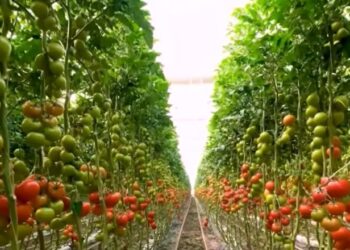 “Pak mbështetje për bujqësinë”, ekspertët: Ndryshimet në buxhetin 2026 nuk sjellin krahasim me rajonin