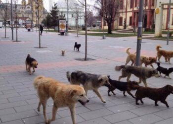 E rëndë në Durrës/ Qentë endacakë sulmojnë 8-vjeçarin