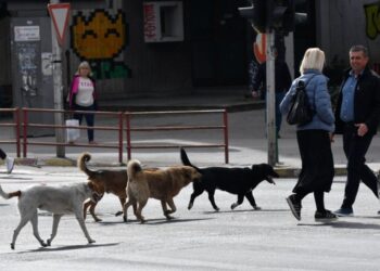 Zbulohet skandali/ Shqipëria trafikon ilegalisht qentë endacakë në Maqedoninë e Veriut