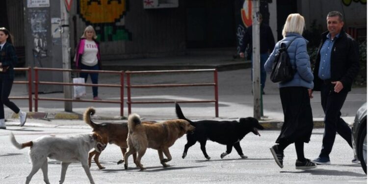 Zbulohet skandali/ Shqipëria trafikon ilegalisht qentë endacakë në Maqedoninë e Veriut