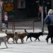 Zbulohet skandali/ Shqipëria trafikon ilegalisht qentë endacakë në Maqedoninë e Veriut