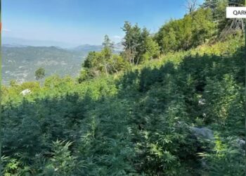 Mbolli drogë pranë shtëpisë, arrestohet 25-vjeçari në Malësi të Madhe
