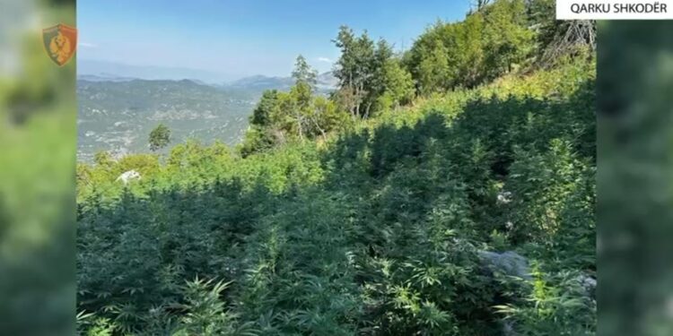 Mbolli drogë pranë shtëpisë, arrestohet 25-vjeçari në Malësi të Madhe