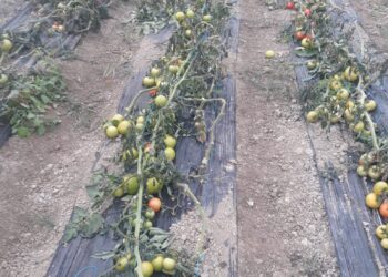 Fier/ Ngricat prishin domatet në Topojë, fermerët bëjnë thirrje për ndihmë