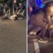 Protesta e PD-së, policia tërheq zvarrë disa qytetarë për t’i shoqëruar në komisariat