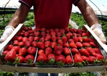 Luleshtrydhet me pesticide, eksperti ngre alarmin: Fëmijët më të rrezikuar, ja ç’duhet të bëni
