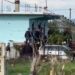 Detaje nga krimi i rëndë në Fier/ I moshuari e tërhoqi gruan zvarrë nga oborri para se ta vriste