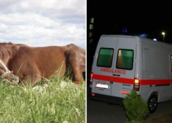 E rëndë në Dibër! 65-vjeçari humb jetën pasi sulmohet nga kali