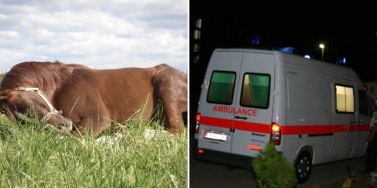 E rëndë në Dibër! 65-vjeçari humb jetën pasi sulmohet nga kali