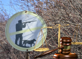 Krimet mjedisore në Shqipëri pa ndëshkim/ Raporti: Procedimet mbyllen pa ndjekje efektive