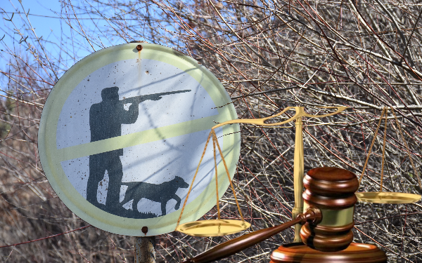 Krimet mjedisore në Shqipëri pa ndëshkim/ Raporti: Procedimet mbyllen pa ndjekje efektive