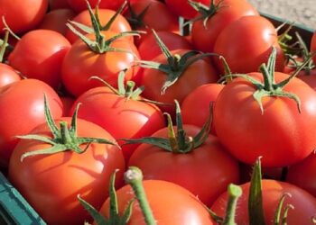 Çmim rekord i domates, kushton 350 lekë/kg / Fermerët: Na vjen turp, por kostot janë rritur
