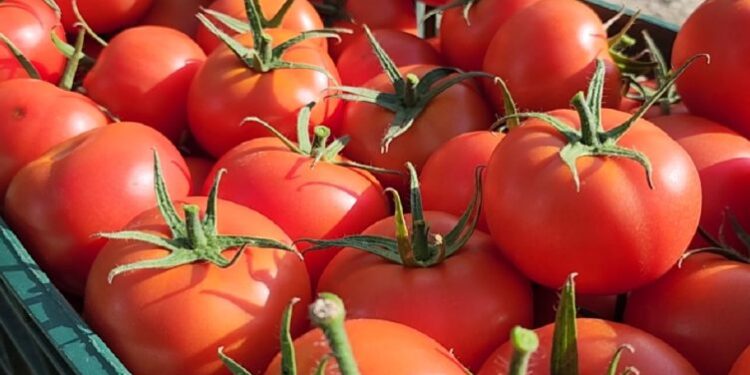 Çmim rekord i domates, kushton 350 lekë/kg / Fermerët: Na vjen turp, por kostot janë rritur
