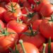 Çmim rekord i domates, kushton 350 lekë/kg / Fermerët: Na vjen turp, por kostot janë rritur