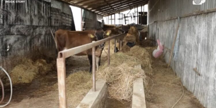 Tkurret sektori i Bujqësisë, sa para shkojnë realisht për mbështetje tek fermeri?