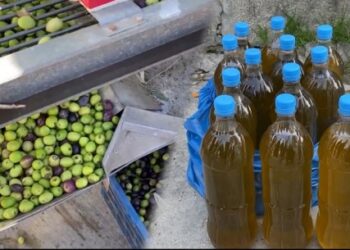 Mungon tregu dhe çmimi, tonelata vaj ulliri të mbetura stok në magazina