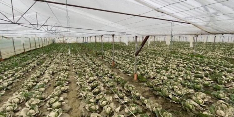 Përmbytjet “zhysin” bujqësinë, bien eksportet e perimeve dhe frutave