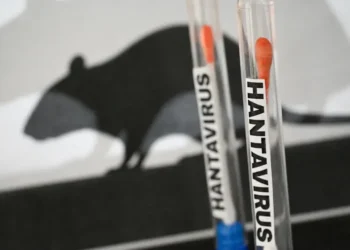 Alarm për hantavirusin, OBSH konfirmon rastin e 12-të