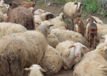 Murtajë në Kolonjë? Analizat fillestare konfirmojnë sëmundjen