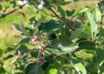 I ftohti shkatërroi frutat, fermerët e Devollit raportojnë deri në 100% dëme nga ngricat e majit