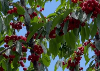 Krizë për qershinë, fermerët e Mallakastrës: Kostot po shkatërrojnë prodhimin