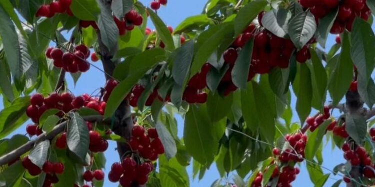 Krizë për qershinë, fermerët e Mallakastrës: Kostot po shkatërrojnë prodhimin