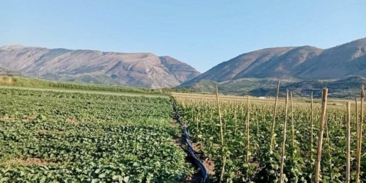 Rënia e bujqësisë në 2025-n, dobët serrat e drufrutorët, në rritje perimet e njoma