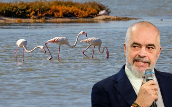 Shifrat që rrëzojnë Ramën/ Si u zhdukën flamingot me ardhjen e tij në pushtet