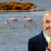 Shifrat që rrëzojnë Ramën/ Si u zhdukën flamingot me ardhjen e tij në pushtet