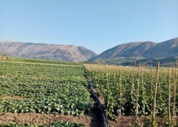 Prodhimi vendas humbet terren, ekonomia rriti varësinë nga importet